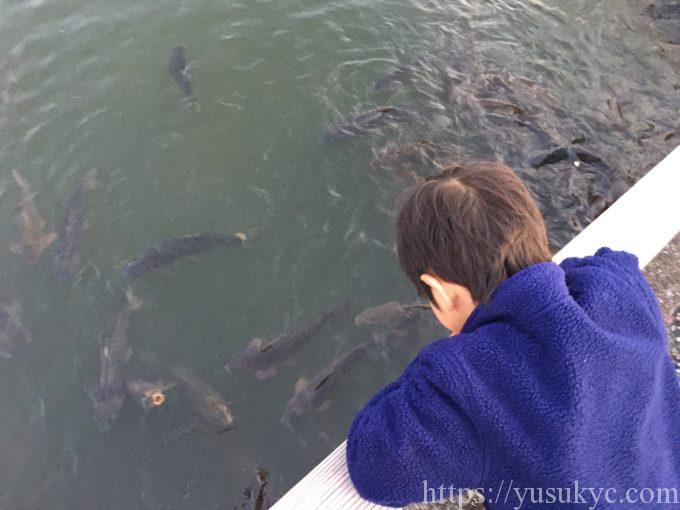 なばなの里でコイのエサやり