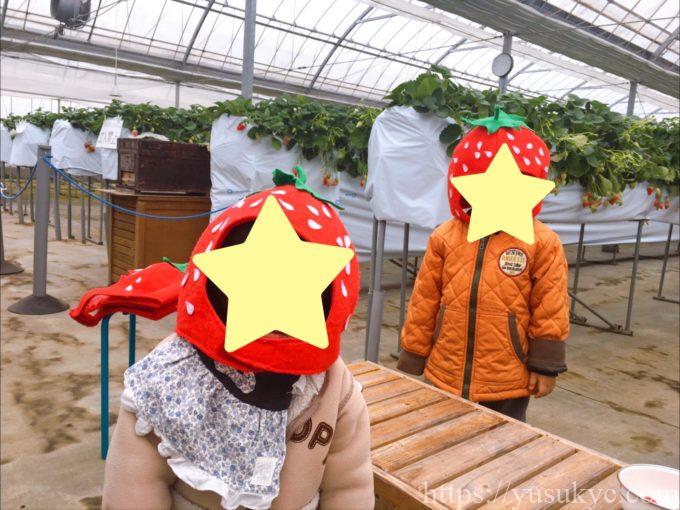 haruいちご農園のいちご狩り
