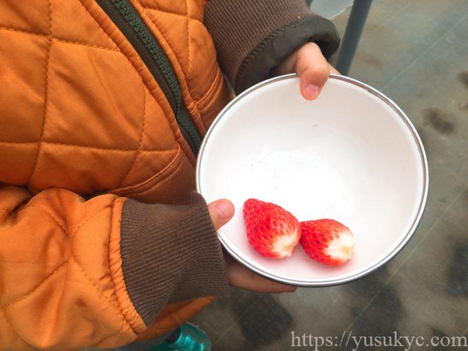 haruいちご農園のいちご狩り