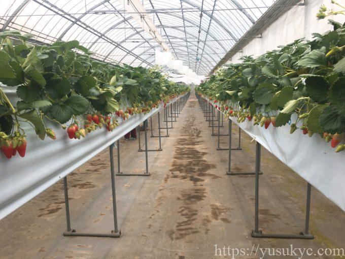 haruいちご農園のいちご狩り