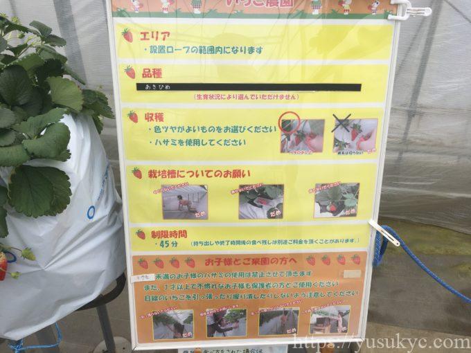 haruいちご農園のいちご狩り