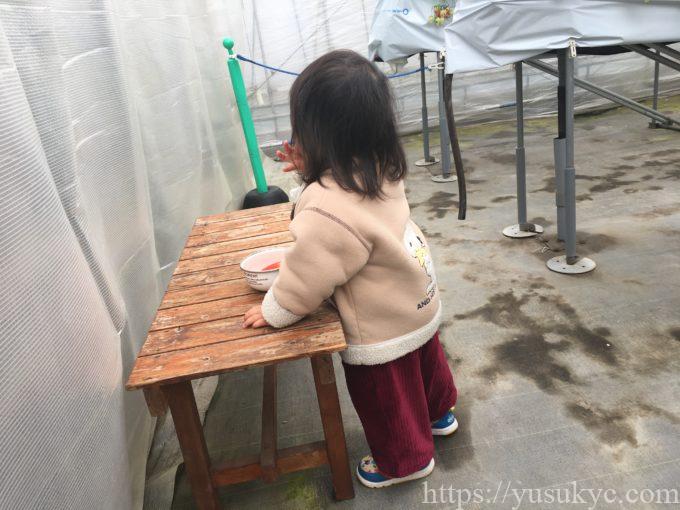 haruいちご農園のいちご狩り