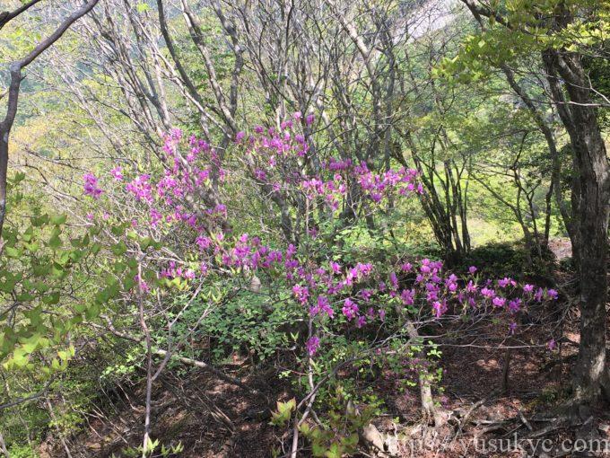 入道ヶ岳イワクラ尾根コース