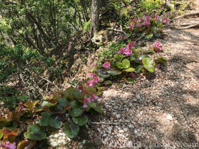 入道ヶ岳イワクラ尾根コース